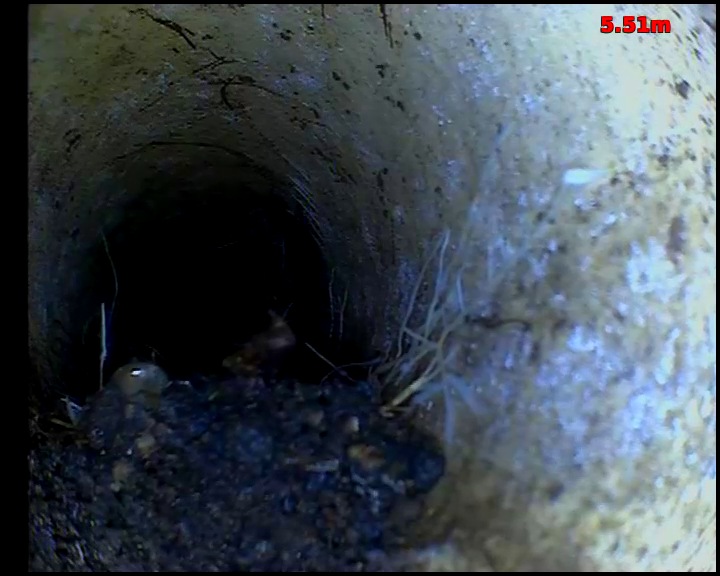 CCTV camera view inside a clay drain showing fine tree roots entering through a pipe joint, with silt collected along the invert
