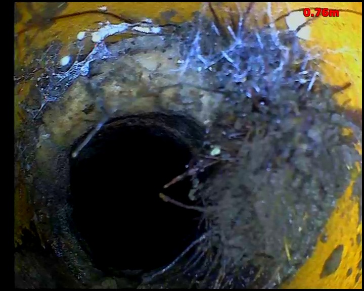 CCTV view inside a drain showing a dense mass of tree roots entering the pipe and partly blocking the bore