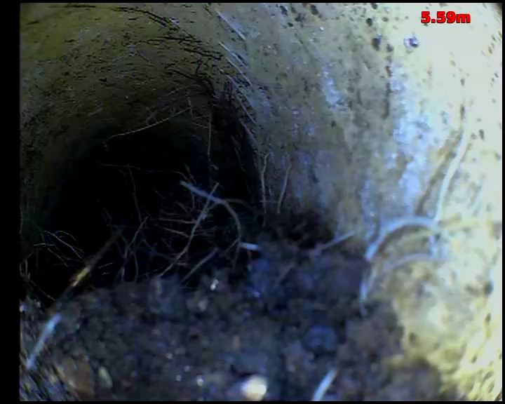 CCTV view inside a clay drain showing fine roots entering through a pipe joint, with silt collected along the bottom of the pipe